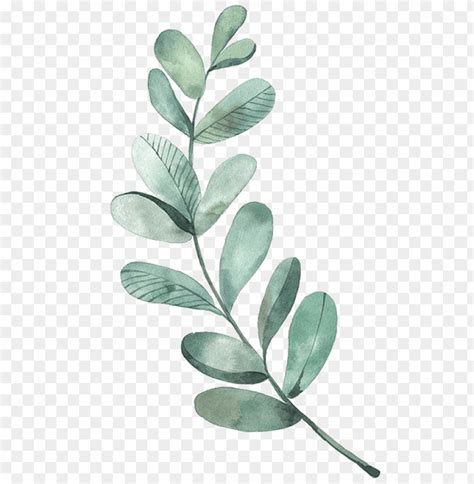 leaf drawing watercolor painting illustration - watercolor eucalyptus