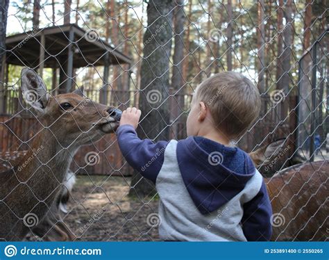 Russia A Small Child Feeds Animals To Deer In A Zoo Behind Bars Stock