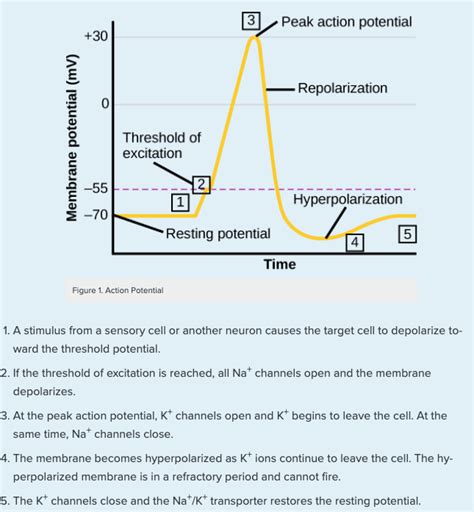 Action Potentials Human Physiology