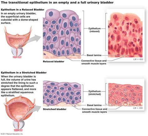 Glandular Epithelium Function And Location