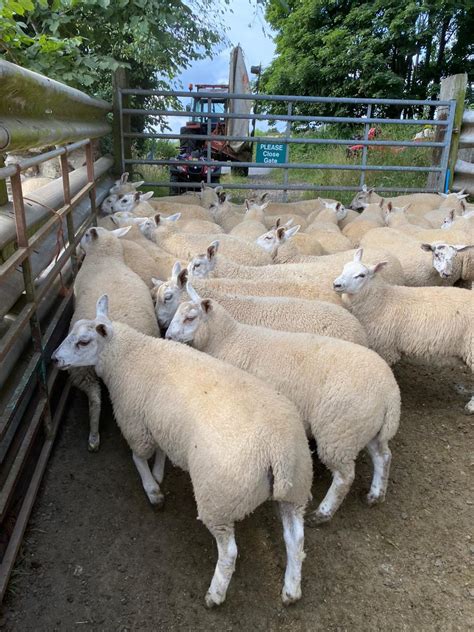50 Outstanding Texel X Ewe Lambs Livestock Sales Willie Paterson Livestock