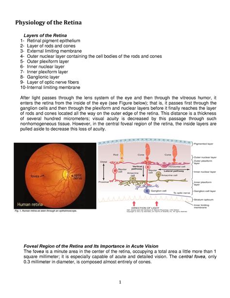 Physiology Of The Retina Physiology Of The Retina Layers Of The