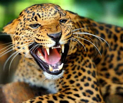 Fighting Cat Wild Animal Wallpaper Jaguar Animal Animals Wild