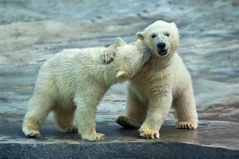 13 Cute Baby Polar Bears Celebrate International Polar Bear Day Bored Panda