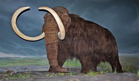 Alaska Angler Discovers Huge Mammoth Tusk Outdoorhub
