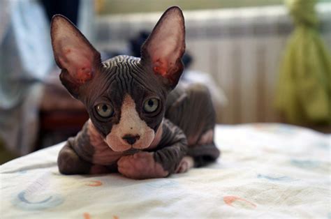 We are located on the gulf of mexico in beautiful pensacola florida. 48 Very Cute Sphynx Kitten Pictures And Photos