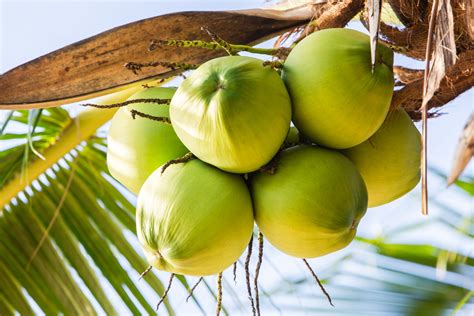 Real Food Encyclopedia Coconut Foodprint