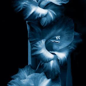 Dark Knight Purple Gladiola Flower Photograph By Jennie Marie Schell