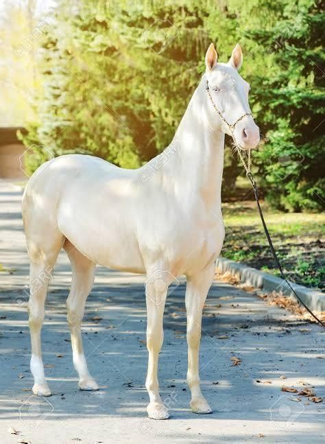 The Akhal Teke Horse Rightly Called The “worlds Most Beautiful Horse