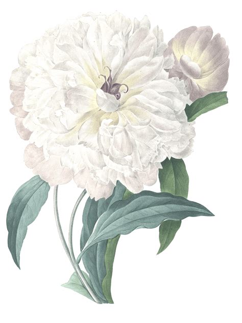 white peony flower vintage illustration free vintage illustrations