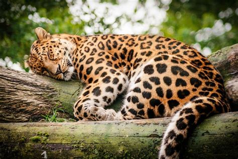 Leopard Wild Cat Rest Sleep Log Wallpaper 1920x1280 219367