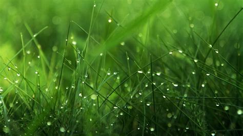 Desktop Grass Hd Wallpapers Pixelstalknet