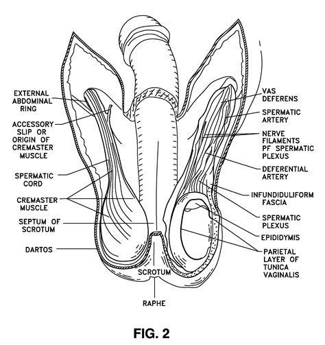 Patent US Methods For Alleviating Testicular Pain Google Patents