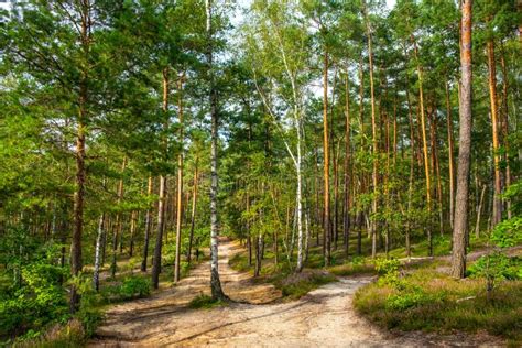 Summer Landscape Of Mixed Forest Thicket With Tourist Path In Puszcza