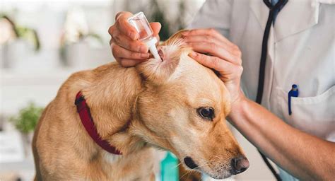 Best Dog Ear Cleaner Helping You Find The Best For Your Pooch