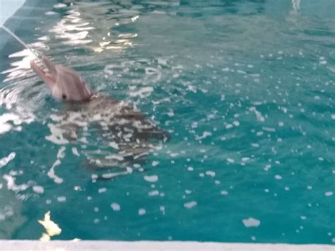 Winter, our most famous atlantic bottlenose dolphin, is the star of dolphin tale. Winter the Dolphin 🐬from the movie Dolphin Tail and ...