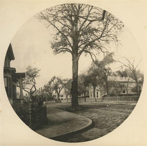 William J Stillman The Old Chestnut Tree Brattle Street Flickr