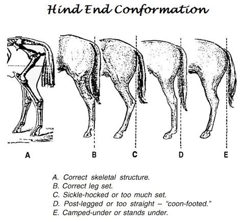 Hind Leg Conformation Horse Care Tips Diy And Tricks Horse