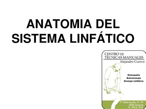 Calaméo Anatomia Del Sistema Linfatico