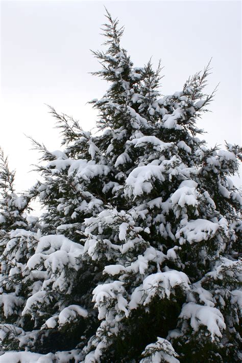 Snow Covered Evergreen Tree Picture Free Photograph Photos Public