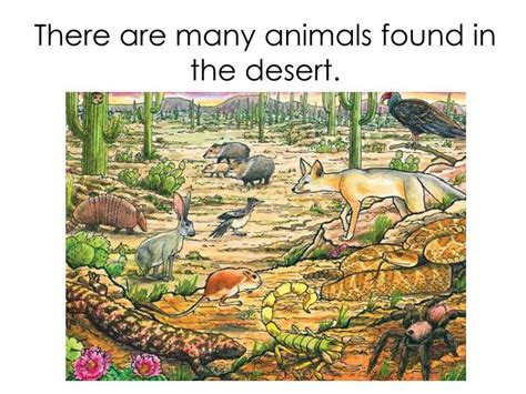 Cacti (singular cactus) are a class of plants that grow in desert regions. PPT - Desert Ecosystem Lesson 46 PowerPoint Presentation ...