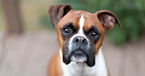 Boxer Dog Breed Information And Characteristics