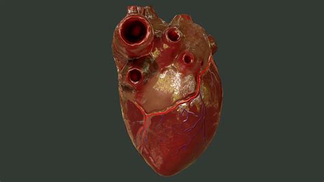 3d Model Internal Organs Collection Vr Ar Low Poly Cgtrader