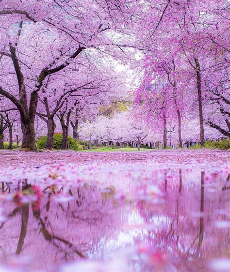 Pin By Flyofinder Deals On Must See Places Sakura Tree Wallpaper