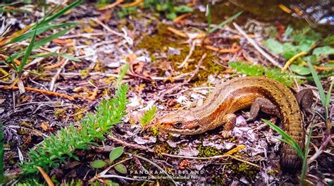 Lizards Of Ireland