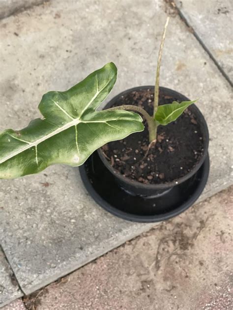 Baby African Mask Elephant Ear : r/tropicalgardening