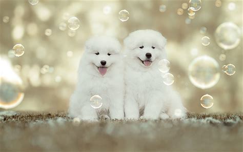 Download Wallpapers Samoyed White Fluffy Puppies Small
