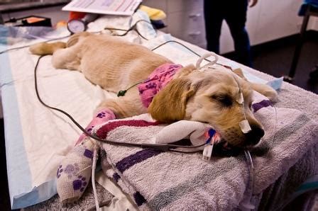 Parvo often causes puppies to get dehydrated from excessive diarrhea and vomiting. parvo