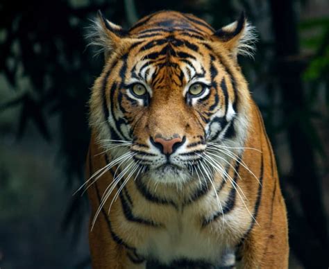 20 Terrific Tiger Facts Fact Animal