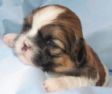 Jul 22, 2021 · as you can see, a puppy can weigh anything between 1.25 pounds (extremely small) to 4 pounds (on the large size for a shih tzu) by the time the puppy is 8 weeks old. Shih Tzu Puppy Weight Chart: Calculate the Adult Size of a Tzu