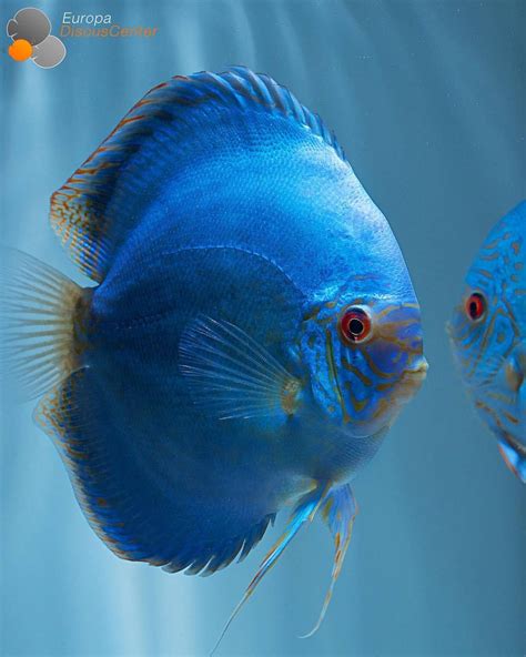 Europadiscuscenterde Pet Fish Discus Fish Tropical Freshwater Fish