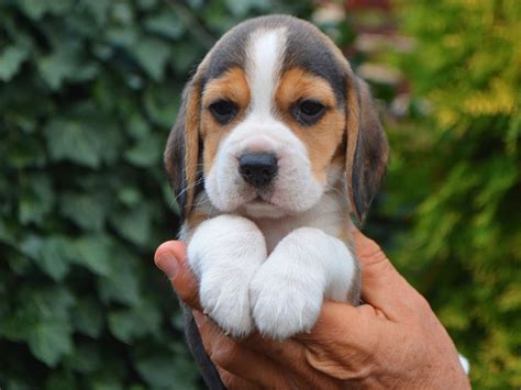 We bought him in june and we've tried literally everything to help him get on with our cats, both females. Haily - Beagle Puppy for sale | Euro Puppy