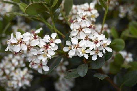 Indian Hawthorn Plant Care And Growing Guide