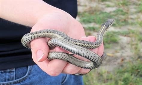 What Does A Garden Garter Snake Look Like Key Features Survival