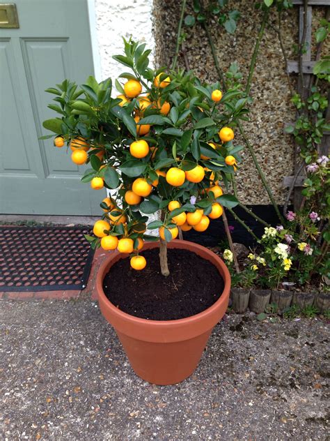 Miniature Orange Tree Orange Tree Plants Garden