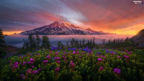 Flowers Washington State Stratovolcano Mount Rainier Viewes