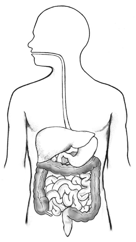 Digestion is a complex process, involving a wide variety of organs and chemicals that work together to break down food, absorb nutrients, and eliminate wastes. ImageQuiz: Digestive System Diagram Quiz