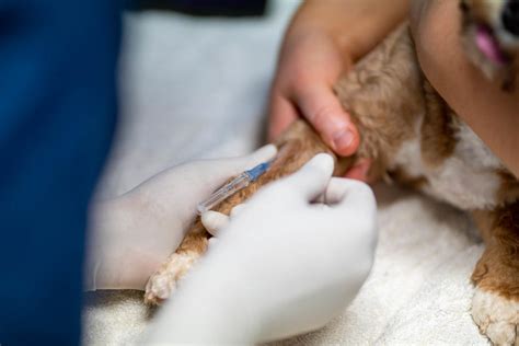 Dog Vaccination Federation Veterinary Hospital In Corowa