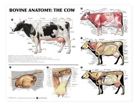 Bovine Anatomy Chart Cow