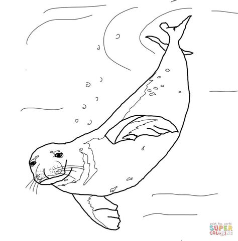 Monk Seal Swimming Underwater Coloring Page Free Printable Coloring Pages