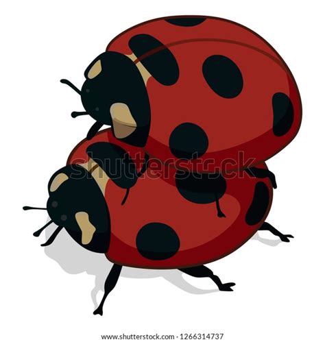 Ladybugs Have Sex On White Background Stock Vector Royalty Free