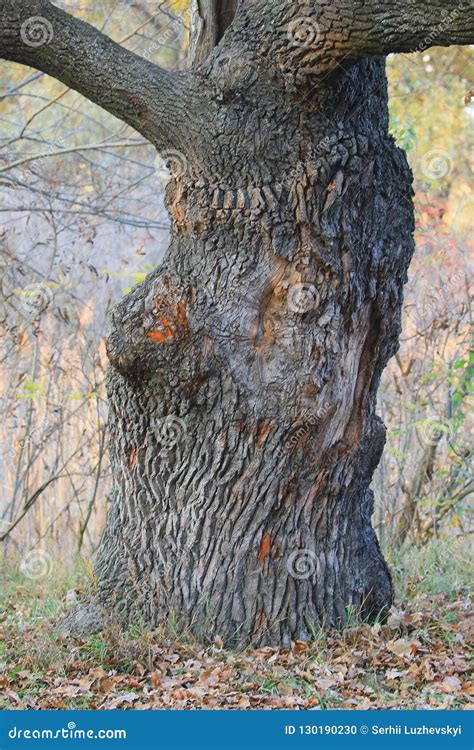 A View Of The Oak Tree Trunk In An Autumn Forest Stock Photo Image