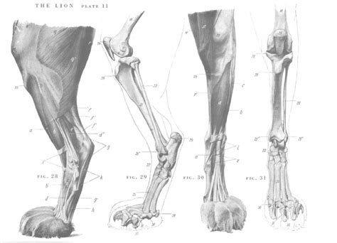 To draw a pose of snow leopard, start with a big, short barrow and short legs with big paws. Lion anatomy - Hind legs | Anatomy | Pinterest | Lion, Legs and Anatomy