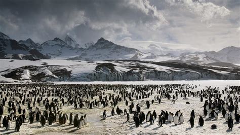 Südgeorgien Die Schönheit Des Antarktischen Lebens Zeit Online