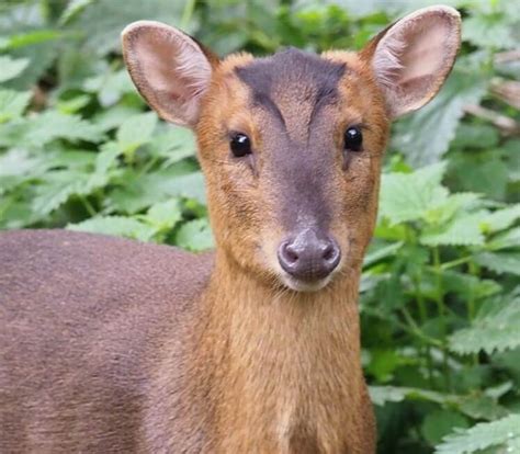 6 Deer Species You Can Keep As Pets Petpress