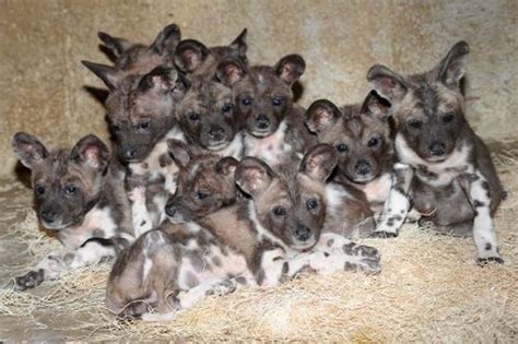 You did a incredible job capturing the little african dog's beauty! Painted Hunting Dog - ZooBorns